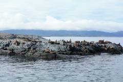 Excursion sur le Canal de Beagle...Entre Fjords, Lions de mer et Pingouins ;)